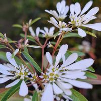 ユーフォルビア 白雪姫,鉢植え,トウダイグサ科,おうち園芸,小さな庭の画像