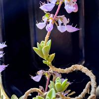 プレクトランサス,プレクトランサス サルコステムモイデス,サルコステムモイデスの花,多肉植物,観葉植物の画像