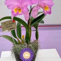 カトレア,春の香り,お花大好き♡,世界らん展,世界らん展2025の画像