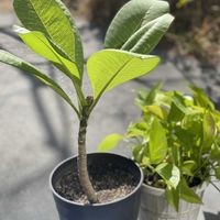 プルメリア,ポトスライム,観葉植物,ひなたぼっこ,緑が好きの画像