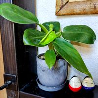 観葉植物,100均,花のある暮らし,緑のある暮らし,わが家の観葉植物❢の画像