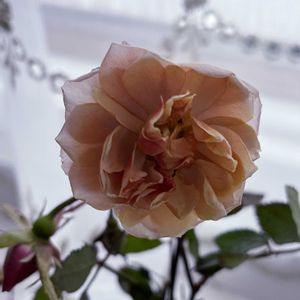 ミニバラ・モカ,一輪挿し,花のある暮らし,癒し…♡,バラ・ミニバラの画像