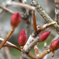 ドウダンツツジ,ドウダンツツジ,ドウダンツツジの芽,花のある暮らし,ツツジ科ドウダンツツジ属の画像