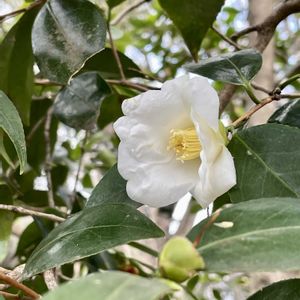 ツバキ,侘助,白い花,庭園,木の花の画像