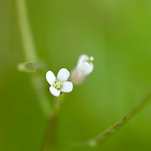 ニワサキタネツケバナ,雑草,山野草,越年草の画像