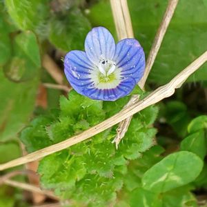 オオイヌノフグリ,雑草,青い花,春のお花,２０２０年５月同期の画像