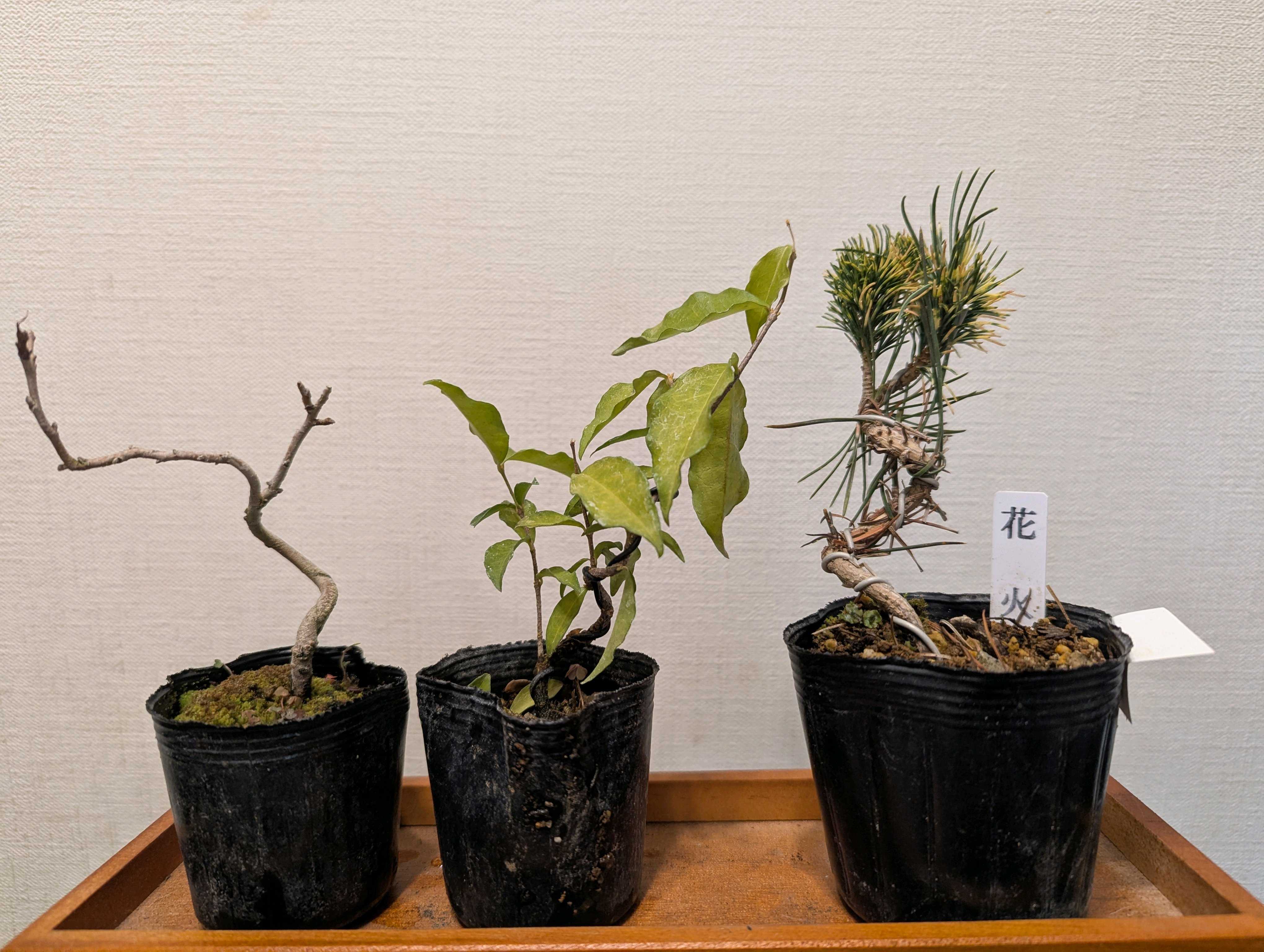 台湾姫桜桃の一覧|🍀GreenSnap(グリーンスナップ) 台湾姫桜桃の一覧|🍀GreenSnap(グリーンスナップ)
