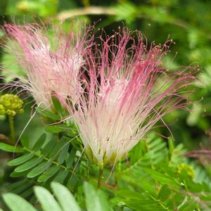 ネムノキ,合歓木,季節の花,咲くやこの花館,季節の風物詩の画像