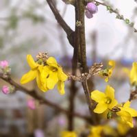 カーネーション,レンギョウ,桃の花,桃の花,スィートピーの画像