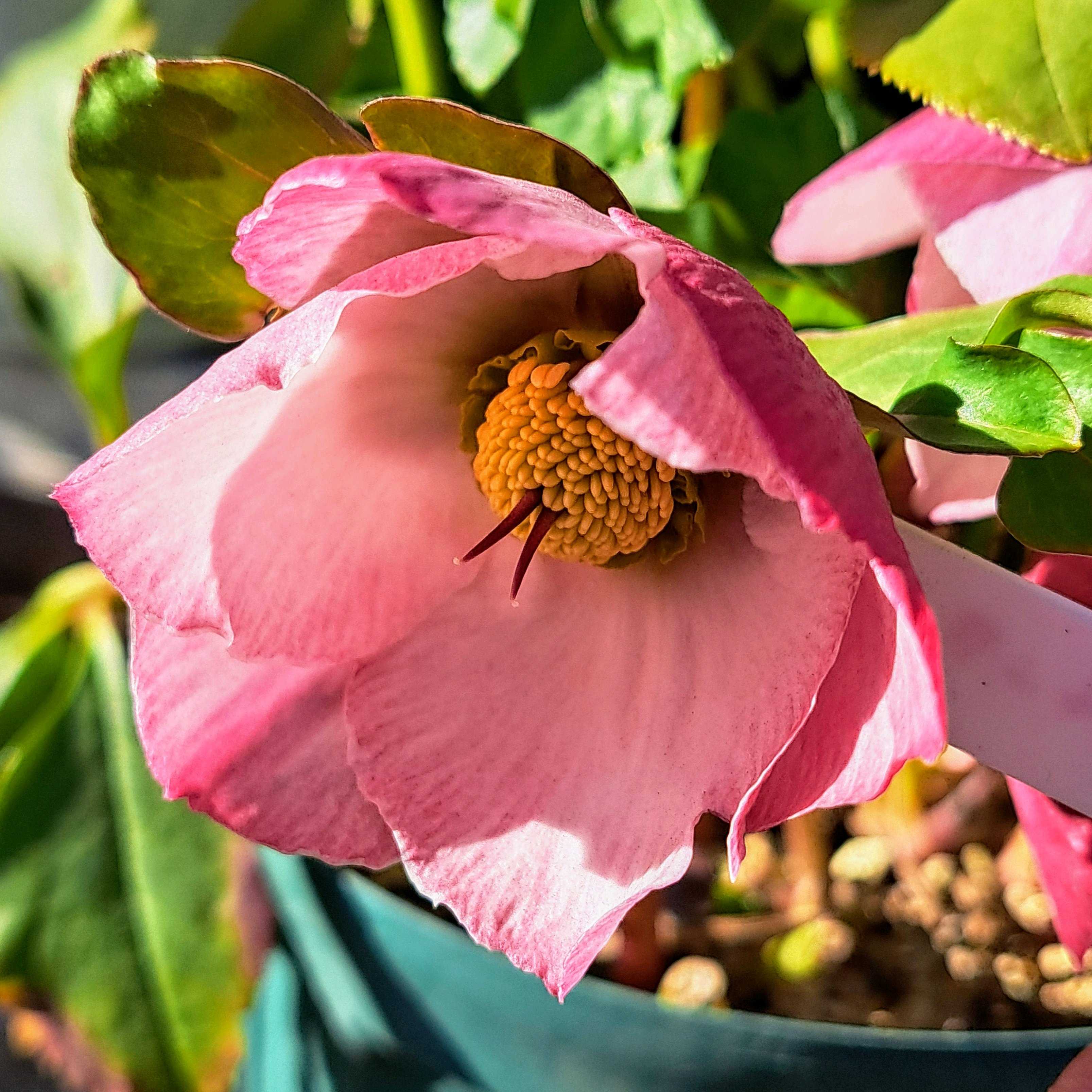 クリスマスローズ ウィンターヴィーナスの一覧｜🍀GreenSnap（グリーン