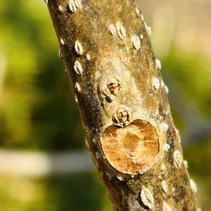 キリ,キリの花芽,キリの樹皮,キリの花芽と果実殻,落葉高木の画像