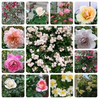 ノイバラ(野ばら),元気をありがとう٩( ᐛ )و,花のある暮らし,今日のお花,ばら バラ 薔薇の画像