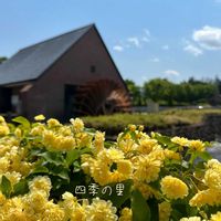 バラ,モッコウバラ,薔薇,バラ、薔薇、ばら,玉ボケの画像