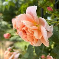 ノイバラ,バラ,バラ,薔薇,薔薇の画像