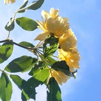 バラ,モッコウバラ,黄モッコウバラ,お花,今日の花の画像