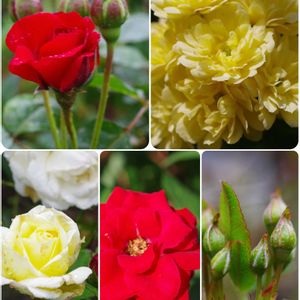 バラ,モッコウバラ,ミニバラ,薔薇,バラ、薔薇、ばらの画像