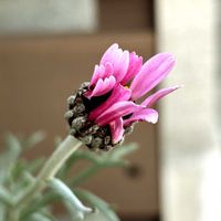 アマリリス,スイトピー,ローダンセマム エルフピンク,花のある暮らし,緑のある暮らしの画像