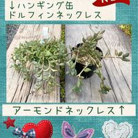 アーモンドネックレス,ドルフィンネックレス,多肉植物,聖蹟桜ヶ丘,ちまちま屋販売品の画像