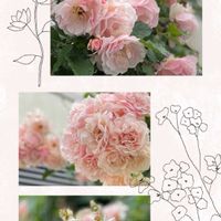 バラ,ノヴァーリス,フェリシア,お花が好き♡,薔薇好きの画像