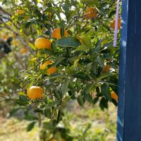 夏みかん,ミモザアカシア,タンポポ,おおいぬふぐりの花,春はすぐそこの画像