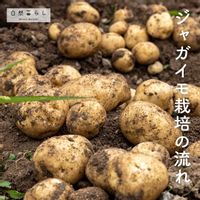 ジャガイモ,植物のある暮らし,プランター栽培,露地栽培,自然のある暮らしの画像