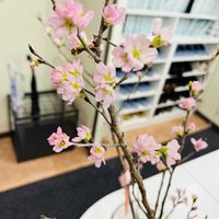 サクラ,さくら サクラ 桜,サクラサク,仕事先,桜さくの画像