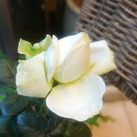 バラ,インフィニティローズ,今日のお花,こまりねこ バラの画像