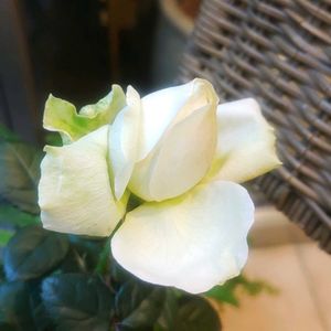 バラ,インフィニティローズ,今日のお花,こまりねこ バラの画像