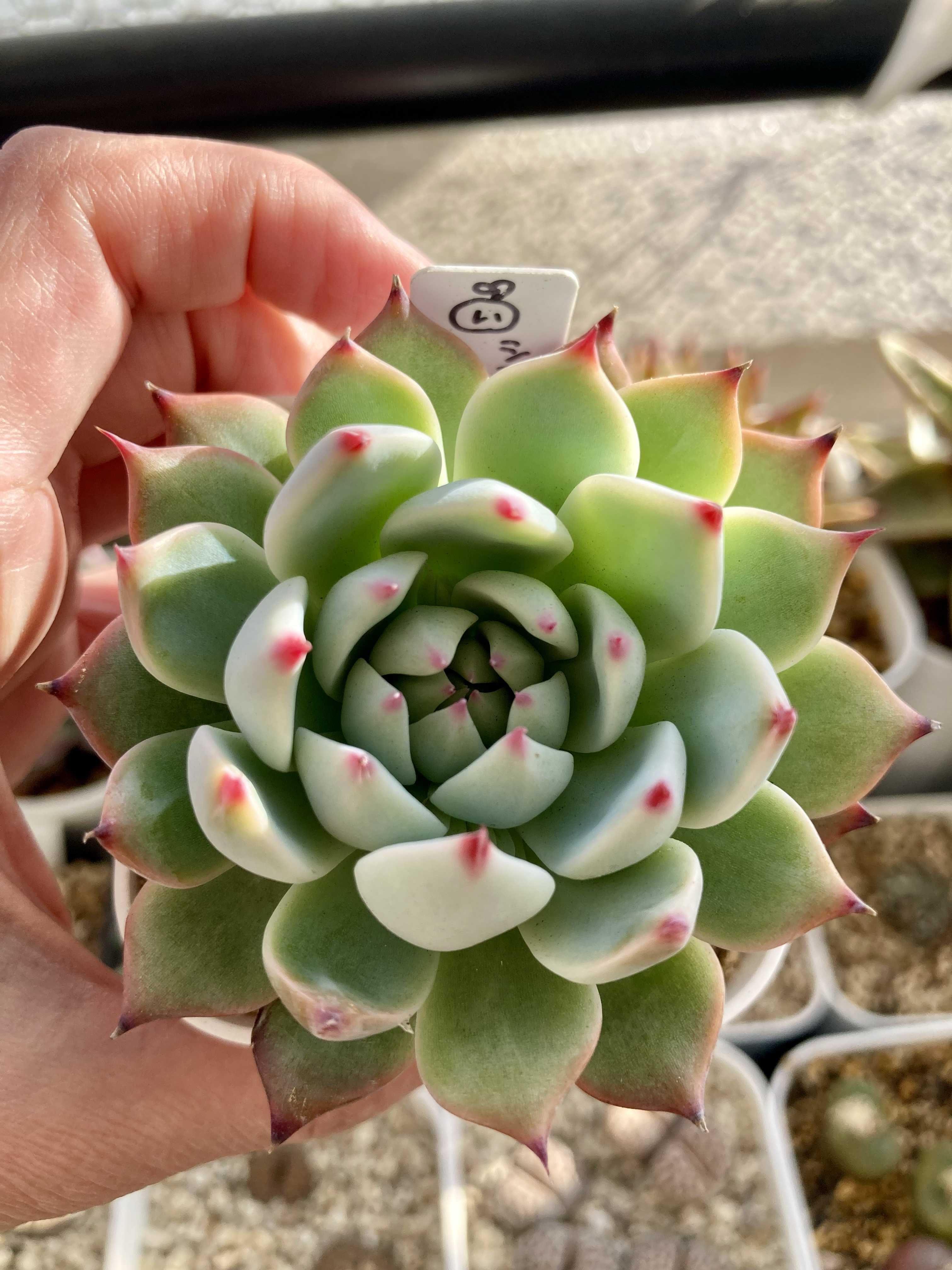 シモヤマコロラータの一覧｜🍀GreenSnap（グリーンスナップ）