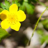 ヤマブキの画像