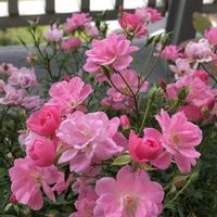 サクラソウ,クモマグサ,ミニ薔薇 ほほえみ,ミニ薔薇ほほえみ,紅化粧大根の画像