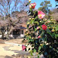 山茶花(さざんか）,日本庭園の画像