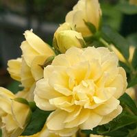 モッコウバラ,モッコウバラ,木香薔薇,木香薔薇,モッコウバラ 黄色の画像