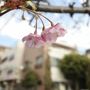 河津桜,街の植栽,植物散歩,街中の植物の画像