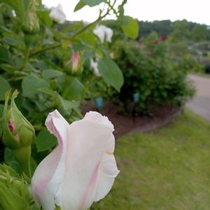 バラ,時計草,薔薇,三時草(ハゼラン),バラ、薔薇、ばらの画像