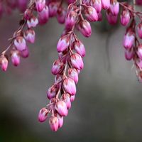 アセビ,馬酔木(アセビ）,つぼみ,ピンクの花,過去picの画像