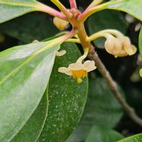 モッコク,モッコクの実,モッコクの蕾,モッコクの両性花,近くの公園の画像