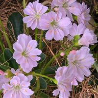 レウィシア,感謝,花のある暮らし,いつまでも,き　れ　い❤の画像