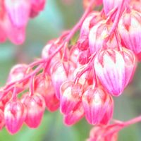 アセビ,馬酔木(アセビ）,馬酔木(あせび),お花,ピンクの花の画像
