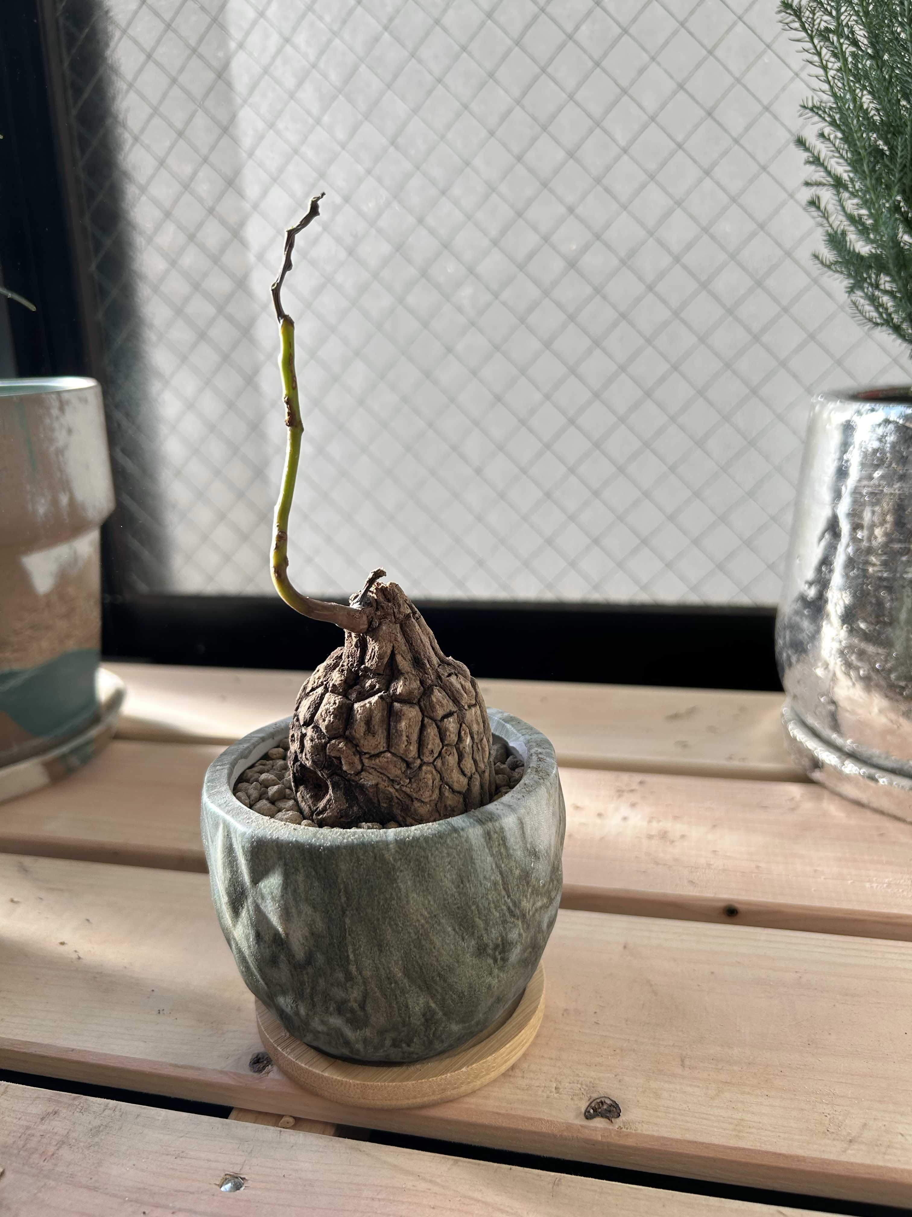 ステファニア・スベローサの一覧|🍀GreenSnap(グリーンスナップ) ステファニア・スベローサの一覧|🍀GreenSnap(グリーンスナップ)