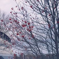 ナナカマド,雪景色,北海道旅行の画像