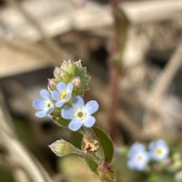 キュウリグサ,ムラサキ科,山野草,里山,お出かけ先の画像