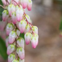 アセビ,お花,初めて,過去pic,イチゴみたいの画像