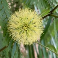 エバーフレッシュ,観葉植物,花のある暮らし,おうち園芸,窓辺の画像