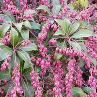 馬酔木(アセビ）,散歩コース,❤️いいね、ありがとう,♡今日のお花♡,世界中の人々が平穏に暮らせますようにの画像