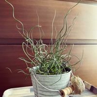 ラセンイ,観葉植物,グリーンのある暮らし,植物のある暮らし,イグサ属の画像