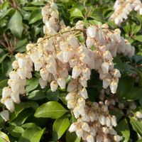 アセビ,今日のお花,富山支部,かわちい,❀白の幻想❀の画像