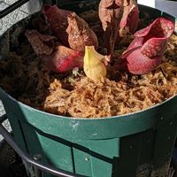 オリヅルラン,サラセニア・プルプレア,観葉植物,苔玉,食虫植物の画像