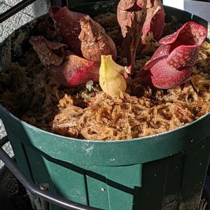 オリヅルラン,サラセニア・プルプレア,観葉植物,苔玉,食虫植物の画像