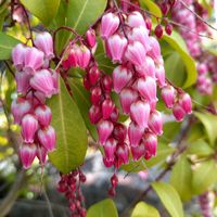 アセビ,馬酔木,馬酔木の実,今日のお花,ジョウビタキの画像